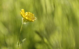 Yellow flower field grass nature - a yellow flower free wallpaper