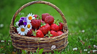Strawberries daisies basket outdoors nature - the basket free wallpaper
