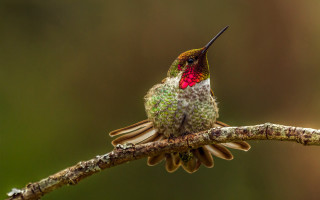 Hummingbird perches forest macro award - photograph free wallpaper