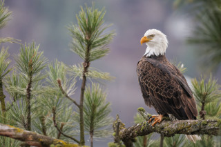 Bald eagle pine forest nature - a bald eagle free wallpaper