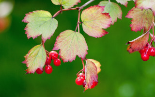 Branch berries leaves cherry strawberry - a blurry background of grass and trees free wallpaper