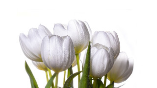 White flowers water droplets green - dirck van der lisse free wallpaper