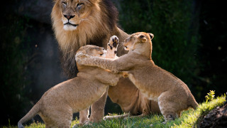 Lions playing field grass trees - a lion free wallpaper