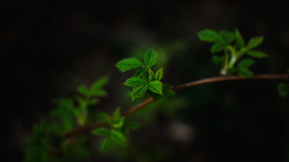 Branch green leaves night shallow - shallow depth of field free wallpaper for desktop