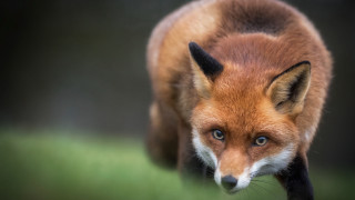 Red fox black tail blue - a black tail free wallpaper