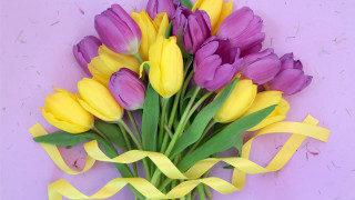 Purple yellow tulips yellow ribbon - vivid free wallpaper