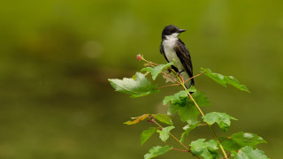 Small bird perched branch leaves - assemblage free wallpaper