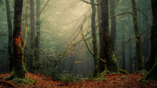 Forest trail misty nature vines - the air above them free wallpaper