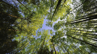Forest trees sky clouds fence - de hirsh margule free wallpaper
