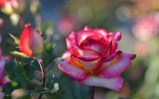 Pink rose garden bokeh macro 4 - the sunlight free wallpaper