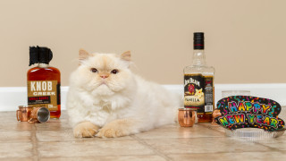 Cat booze stilllife product photo - the floor next free wallpaper for desktop