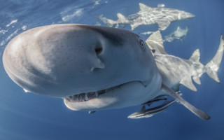 Sharks ocean toothpick rayonism puzzle - andrew geddes free wallpaper for desktop