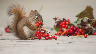 Squirrel berry leaves christmas reindeer - a bunch of leaves free wallpaper