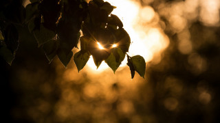 Sunshine leaves forest macro lens - shining free wallpaper for desktop