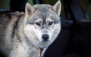 Wolf shiba inu blurry background - the camera mans eye free wallpaper