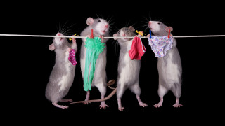 Three mice rat clothesline beatrix - free cats wallpaper