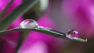Water drop plant stem pink 2 - a plant stem free wallpaper
