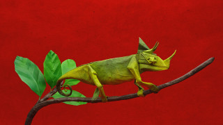 Green chameleon branch leaves red - a green chamelon free wallpaper
