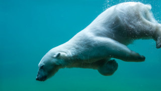 Polar bear underwater ecological art - underwater free wallpaper