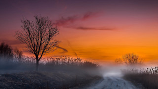 Foggy sunset road tree mountain - mist free wallpaper for desktop