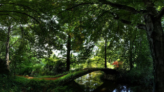 Bridge forest path bush sunlight - the bridge free wallpaper