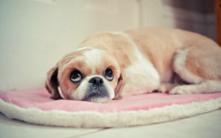 Small dog laying pink blanket - daphne mcclure free wallpaper