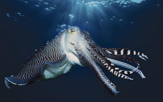 Large squid ocean light fish - face and head free wallpaper for desktop