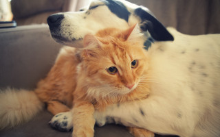 Dog cat couch orange white - a couch together free wallpaper