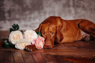 Dog bouquet rose wooden floor - a wooden floor next free wallpaper