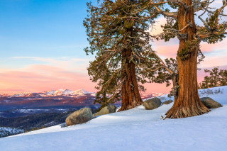 Snowy trees rocks hill mountains - a couple of trees free wallpaper