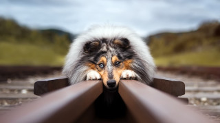Dog leaning on rail train - a train station free wallpaper