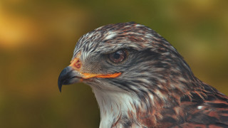 Bird of prey closeup blurry 6 - prey free wallpaper for desktop