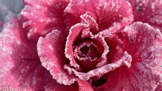 Pink frosted cherry blossoms spring - frost free wallpaper for desktop