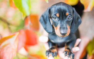 Shiba inu dog hand tree - dog free wallpaper for desktop