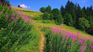 Grassy hill trail flowers trees - a grassy hill free wallpaper