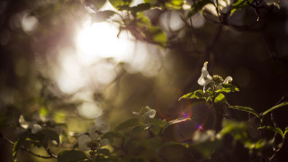 Tree flower branch sun glow - the leaf free wallpaper