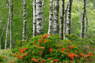 Forest flower blooming autumn nature - a forest free wallpaper