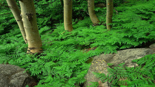 Green forest mountains rocks bench - free forest wallpaper for desktop
