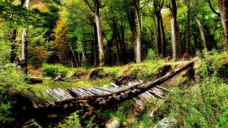 Fallen log forest path nature - the ground and a person free wallpaper