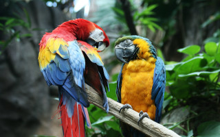 Parrots branch jungle bokeh feathers - free animals wallpaper