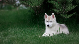 White brown dog laying grass - the grass next free wallpaper