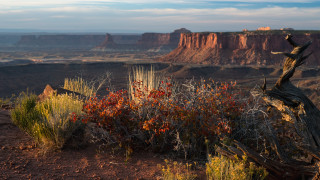 Desert tree stump mountain autumn - rim light free wallpaper for desktop