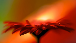 Red flower green background blurry - alison kinnaird free wallpaper for desktop