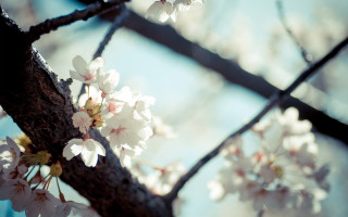 White flower tree cherry blossoms - canon 5 0 mm free wallpaper