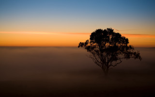 Foggy field tree sunset australian - a foggy field free wallpaper