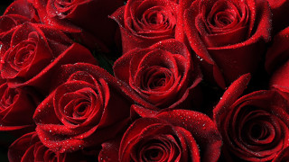 Red roses water droplets black 2 - red rose free wallpaper for desktop