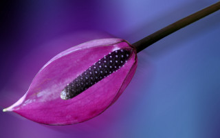 Pink flower black spot macro - a long stem free wallpaper