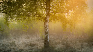 Tree field sunset autumn tiltshift - the tree and grass free wallpaper for desktop