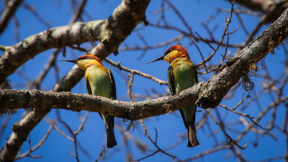 Birds branch singing blue sky - two bird free wallpaper