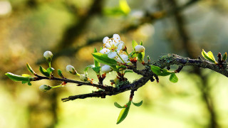 Branch whiteflowers greenleaves blurrybackground macrophotography - white flower free wallpaper for desktop